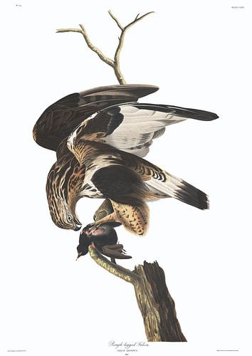 Ruigpootbuizerd