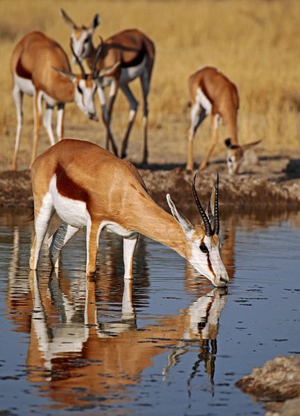 Drinking Springbok - Africa wildlife van W. Woyke