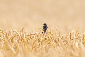 Mannetje roodborsttapuit zittend op een korenaar
