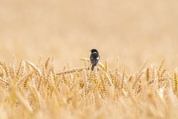 Male stonechat sitting on an ear of wheat by Mario Plechaty Photography