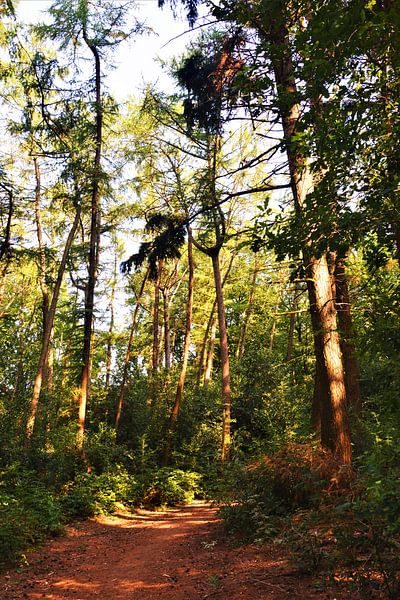 Het Kocherbos by David van Coowijk