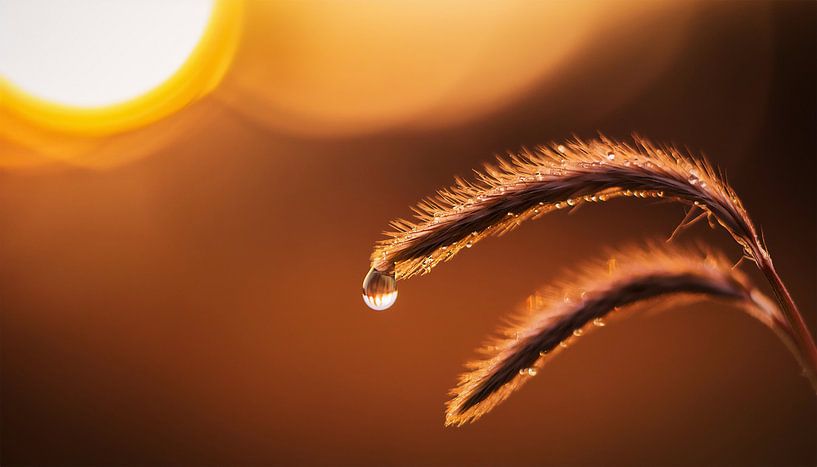 Plants with sunset by Mustafa Kurnaz
