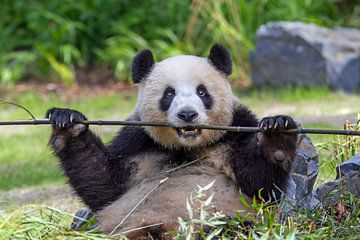 Panda van Heiko Lehmann