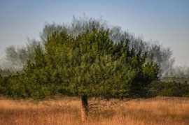 Planken Wambuis part 55