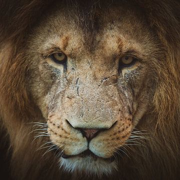 Close-up van een leeuw van Suzanne Schoepe