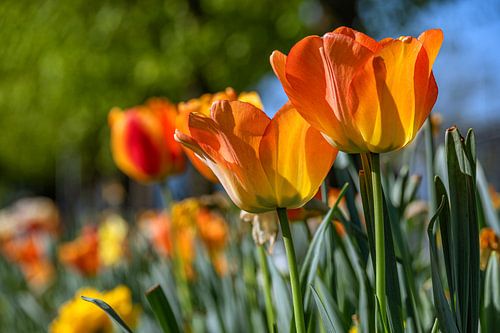 Un jeu de couleurs enflammé dans la lumière du printemps
