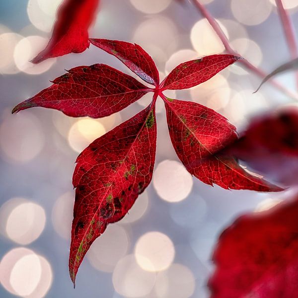 Herbstbokeh 2 von Stefanie van Dijk