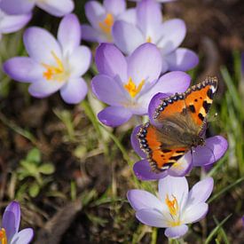 De lente is aangebroken van Karsten Mücke
