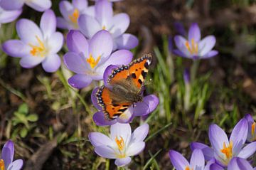 Spring is here by Karsten Mücke