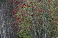 Herfstkleuren
