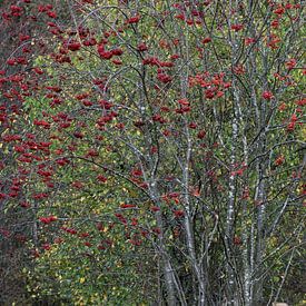 Herfstkleuren van Mario Creanza