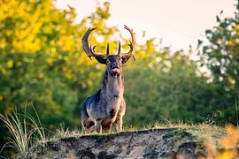 Burning Deer by Barbara Verstraate