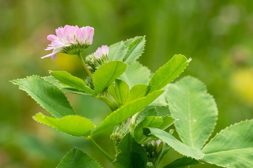 Perzische klaver (Trifolium resupinatum) van Alexander Ludwig