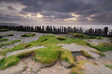 Vegetated mud flats along the Dutch Wadden coast von Elroy Spelbos Fotografie