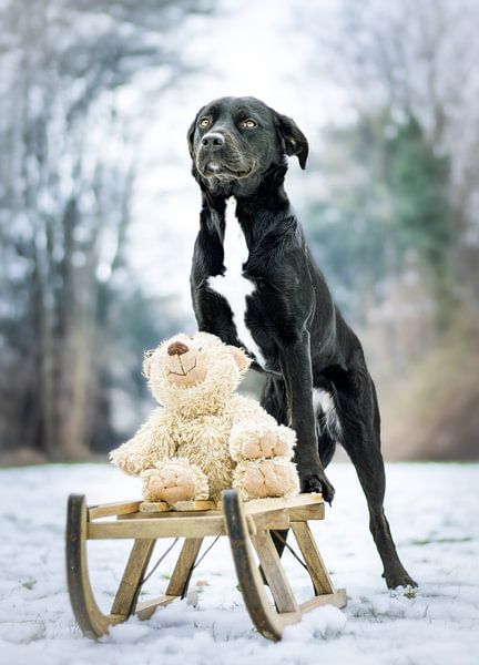 Puppies and Cuddles by Shanna van Mens Fotografie