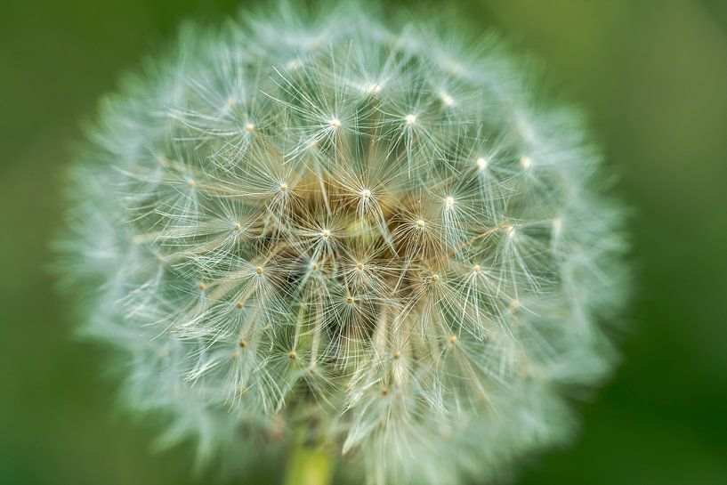 Macro photo of a dandelion by Gianni Argese