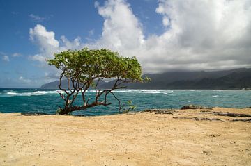 A tree by the ocean by Andrea Ooms