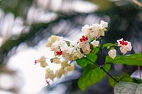 orchidee 1