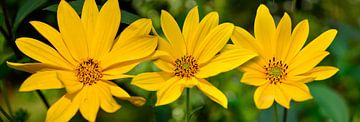3 Keer Helianthus van Corinne Welp