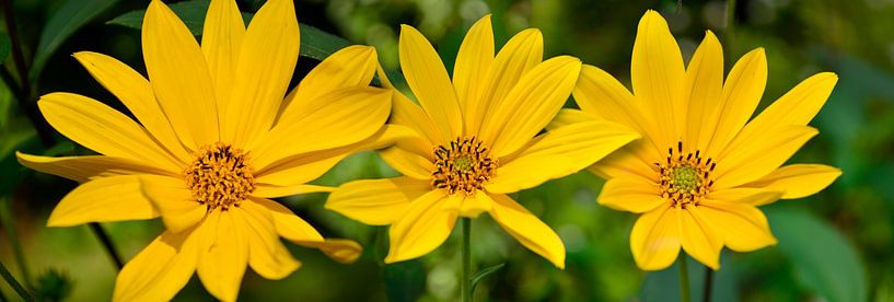 3 Times Helianthus by Corinne Welp