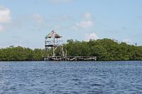 mangrove