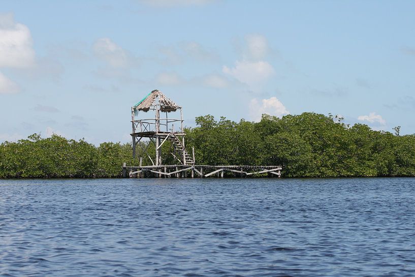 mangrove by Barry van Strien