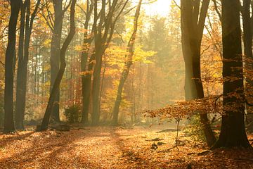 Chemin à travers une forêt dorée à l'automne sur Sjoerd van der Wal Photographie