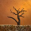 Deadvlei van Peter Poppe