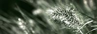Plume dans l'herbe, vert