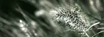 Pluim in gras, groen