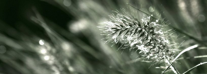 Plume dans l'herbe, vert par Fred de Krom