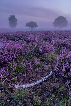 The three trees in the heather