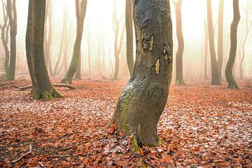 Nevelig bos met lichte sneeuw rond de beuken