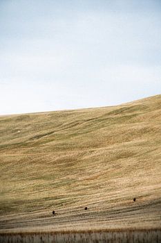 Échos de la prairie