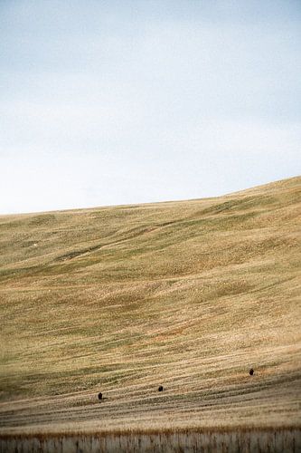Echoes of the Prairie
