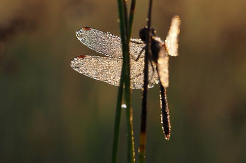 Libel in ochtendlicht