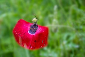 Vergangene Herrlichkeit, Mohn