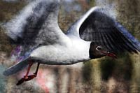 Free like a bird 