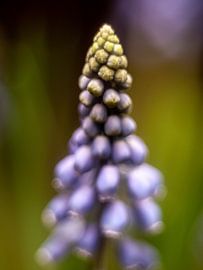 Blaue Traube von Mr White Takes Pictures