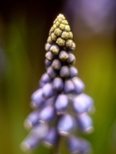 Blue grape by Mr White Takes Pictures