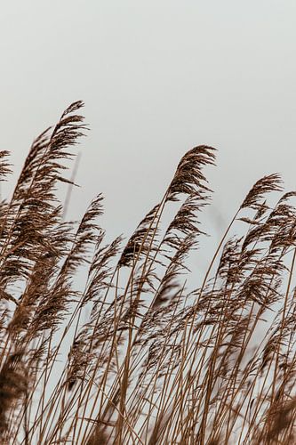 Riet. Fine art fotografie. Wanddecoratie. Moody en Aardetinten