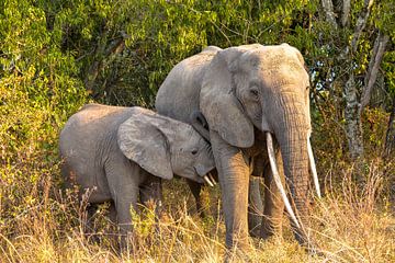 bosolifant met jong, Uganda van Jan Fritz