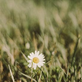 La marguerite dans l'herbe sur Jelly Jansje