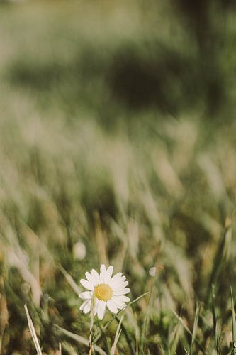 La marguerite dans l'herbe