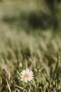 Gänseblümchen im Gras von Jelly Jansje Miniaturansicht