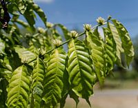 Koffieplant in bloei op een koffieplantage - Java, Indonesië