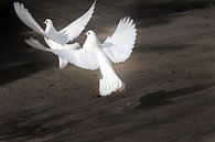 Twee opstijgenge witte duiven van Ralf Köhnke thumbnail