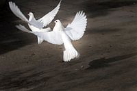 Twee opstijgenge witte duiven