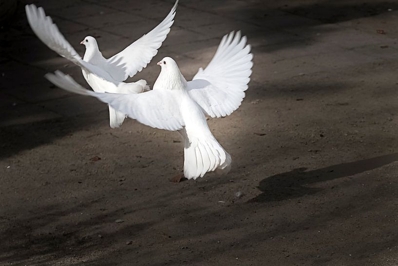 Zwei weiße Tauben von Ralf Köhnke
