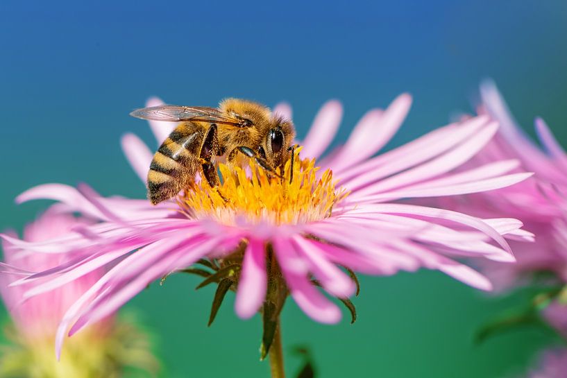 Abeille sur une fleur d'Aster par ManfredFotos